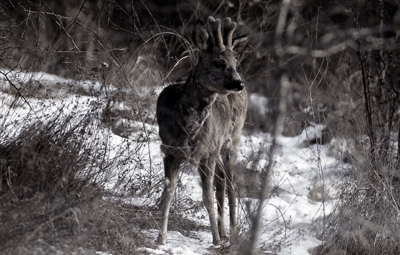 Jagdurlaub in Mecklenburg - Jagd Jagen Wald Wildtiere Mecklenburg